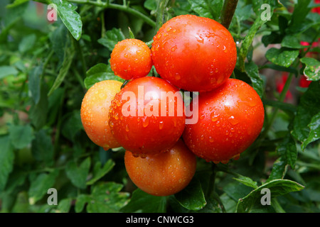 Jardin la tomate (Solanum lycopersicum, Lycopersicon esculentum), tomates dans la pluie Banque D'Images