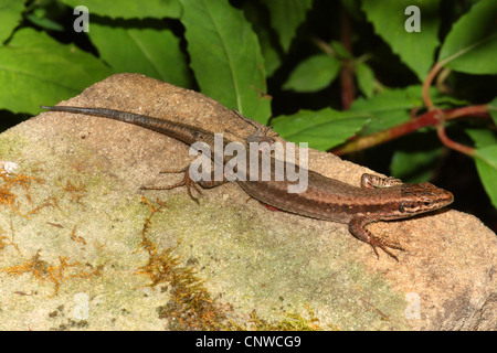 Lézard des murailles (Podarcis muralis, Lacerta muralis), assis sur un rocher, Allemagne Banque D'Images