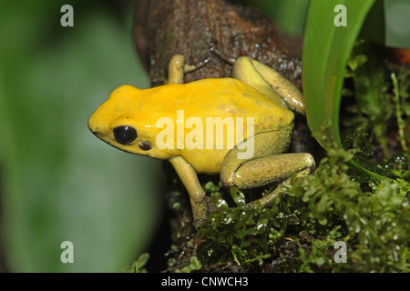 Golden poison frog (Phyllobates terribilis), assis sur une branche Banque D'Images