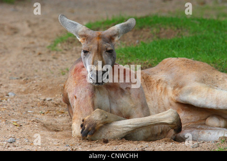 Kangourou Kangourou rouge, de plaines, bleu flier (Macropus rufus, Megaleia rufa), couché sur le sol endormi Banque D'Images