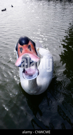 Mute swan (Cygnus olor), sretching à l'appareil photo, les sifflements Banque D'Images