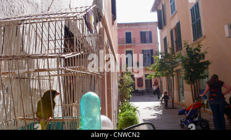 Secteur de l'île (Serinus canaria), oiseau en cage dans une voie d'Alcudia, Espagne, Baléares, Majorque, Alcudia Banque D'Images