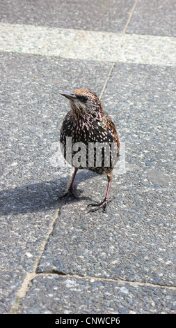 Étourneau sansonnet (Sturnus vulgaris), la mendicité oiseau sur le revêtement en béton Banque D'Images