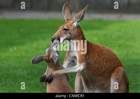 Kangourou Kangourou rouge, de plaines, bleu flier (Macropus rufus, Megaleia rufa), avec jeune animal Banque D'Images