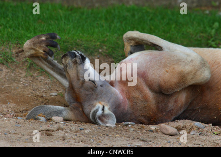 Kangourou Kangourou rouge, de plaines, bleu flier (Macropus rufus, Megaleia rufa), allongé sur le dos pour dormir Banque D'Images