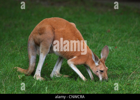 Kangourou Kangourou rouge, de plaines, bleu flier (Macropus rufus, Megaleia rufa), paissant dans une prairie Banque D'Images