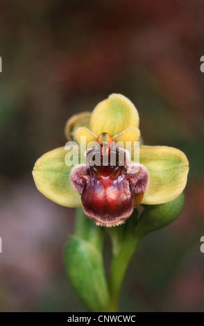 Fowered soyeux (ophrys Ophrys bombyliflora), fleur, la Grèce, le Creta Banque D'Images