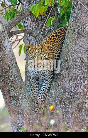 Leopard (Panthera pardus), assis dans un arbre, Kenya, Masai Mara National Park Banque D'Images