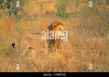 Lion (Panthera leo), homme en savane, Kenya, Masai Mara National Park Banque D'Images