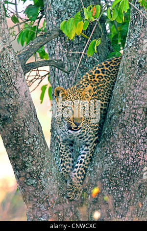 Leopard (Panthera pardus), assis dans un arbre, Kenya, Masai Mara National Park Banque D'Images