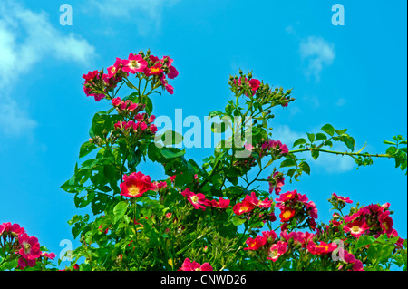Rose (Rosa ornementales pilier américain), le cultivar pilier américain Banque D'Images