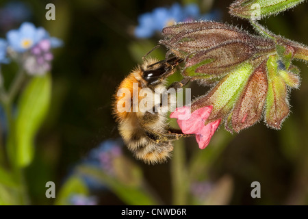 Carder cardeur commun, d'abeilles abeille (Bombus pascuorum, Bombus agrorum), suçant, herbe de Pulmonaria officinalis, Allemagne Banque D'Images