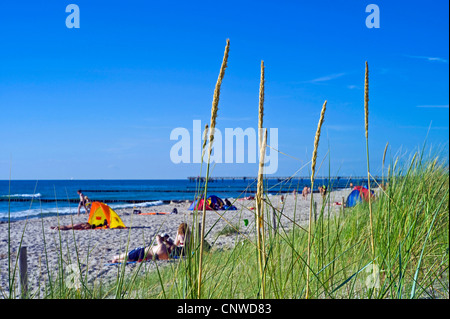 Plage de l'herbe, d'oyats européenne, l'ammophile, psamma, sable de mer-reed (Ammophila arenaria), les gens sur la plage, de l'Allemagne, de Mecklembourg-Poméranie-Occidentale, Fischland Wustrow Banque D'Images