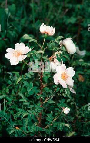 Burnett rose (Rosa spinosissima, Rosa pimpinellifolia), blooming, Allemagne Banque D'Images