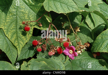 La framboise, la floraison floraison mauve-framboise, ronce, American bramble (Rubus odoratus), de fleurs et de fruits Banque D'Images