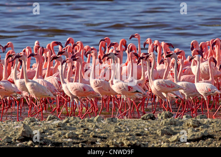 Flamant rose (Phoenicopterus roseus, Phoenicopterus ruber roseus), groupe de waterfront, au Kenya, le lac Bogoria Banque D'Images