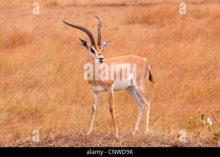 Grant's (Gazella granti), dans la région de savanna, Kenya, Masai Mara National Park Banque D'Images