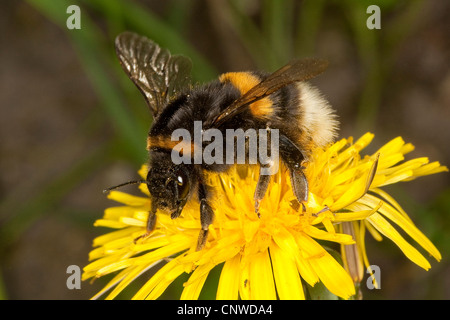 Buff-queue de bourdons (Bombus terrestris), sur la recherche de nectar de pissenlit Banque D'Images