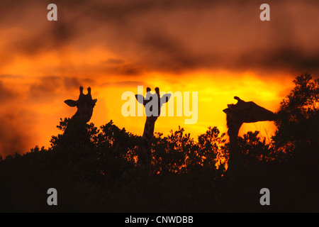 Girafe (Giraffa camelopardalis), les silhouettes des trois têtes de girafe, Kenya Banque D'Images