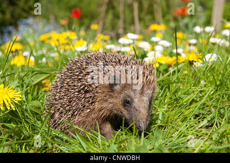 Hérisson hérisson d'Europe de l'Ouest, (Erinaceus europaeus), dans un jardin au printemps avec le pissenlit et daisy commun Banque D'Images