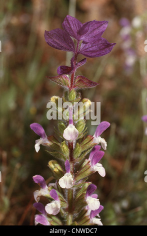Parées de rouge, sauge, sauge annuelle Barbe-bleue, peint la sauge, salvia Barbe-bleue, wild clary (Salvia viridis, Salvia horminum), inflorescence Banque D'Images