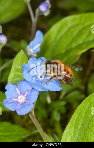 Abeille maçonne rouge (Osmia rufa, Osmia bicornis), homme à la recherche de nectar sur une fleur de blue-eyed-marie, Omphalodes verna, Allemagne Banque D'Images