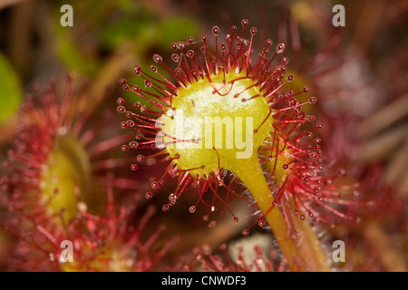 Le rossolis à feuilles rondes, roundleaf Sundew (Drosera rotundifolia), feuille avec glandulars, Allemagne Banque D'Images