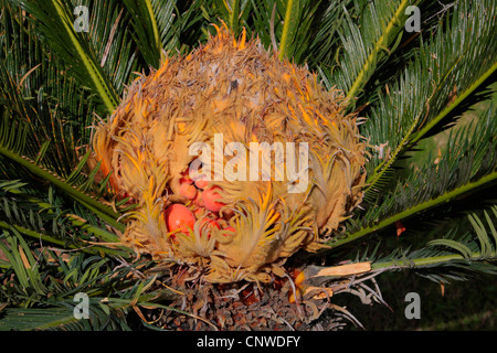 Baquois (Cycas revoluta), mit une sporopylls graines mûres Banque D'Images