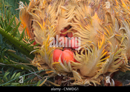 Baquois (Cycas revoluta), mit une sporopylls graines mûres Banque D'Images