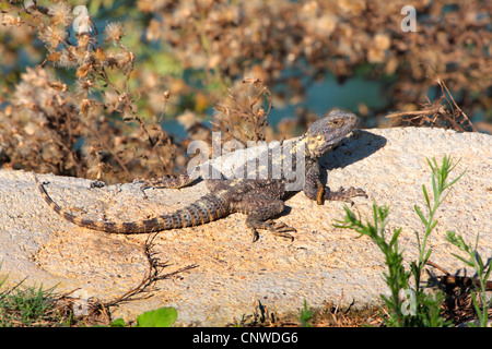 Roughtail rock agama Agama stellio, hardun (, Stellio stellio), bains de soleil, la Turquie, Antalya Banque D'Images