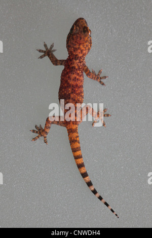 Gecko gecko turc, de la Méditerranée (Hemidactylus turcicus), juvénile à un verre de lait, de la Turquie, Antalya Banque D'Images