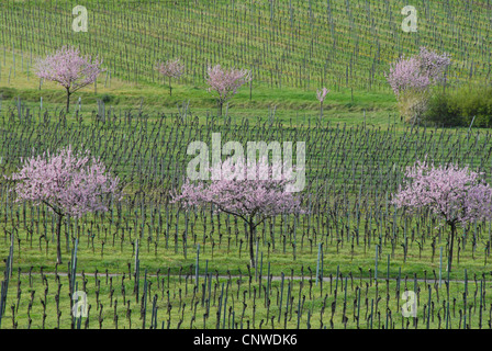 Amande amère (Prunus amygdalus), amandiers en fleurs en Palatine près de Gimmeldingen, Allemagne, Rhénanie-Palatinat, Palatinat, Route des Vins allemande Banque D'Images