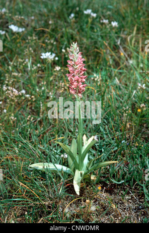 Orchidées (Orchis coriophora ssp. fragrans, Orchis fragrans), individu en fleurs Banque D'Images