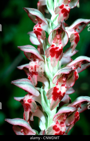 Orchidées (Orchis coriophora ssp. fragrans, Orchis fragrans), inflorescence, Chypre Banque D'Images