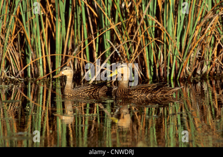 (Anas fulvigula tacheté), d'une paire, USA, Floride, le Parc National des Everglades Banque D'Images