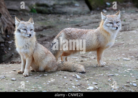 Le renard véloce, le kit fox (Vulpes velox), deux personnes Banque D'Images