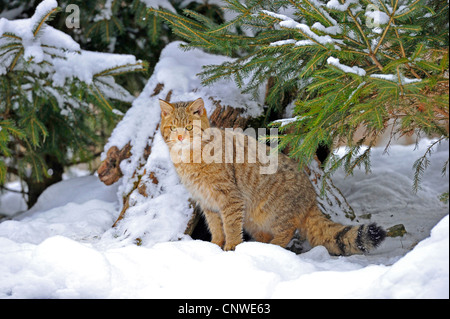 Chat sauvage (Felis silvestris), assis dans la neige en lisière de forêt, Allemagne Banque D'Images