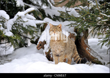 Chat sauvage (Felis silvestris), assis dans la neige en lisière de forêt, Allemagne Banque D'Images