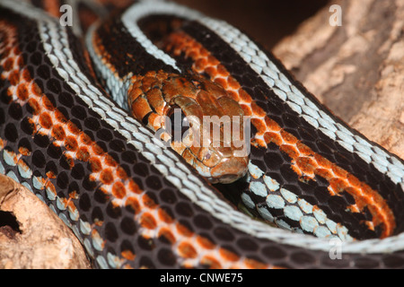 Couleuvre rayée (Thamnophis sirtalis), enroulé Banque D'Images