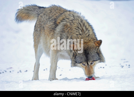 Le loup de la vallée du Mackenzie, Rocky Mountain loup, loup toundra de l'Alaska ou canadien Timber Wolf (Canis lupus occidentalis), se nourrir de viande, Canada Banque D'Images
