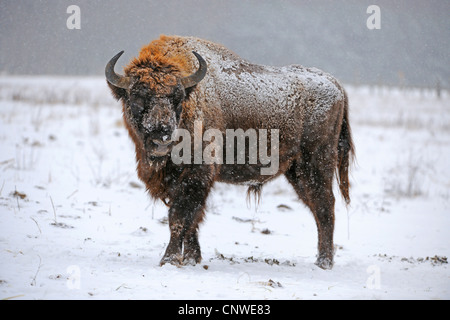 Bison d'Europe, Bison (Bison bonasus), à la neige, Allemagne Banque D'Images