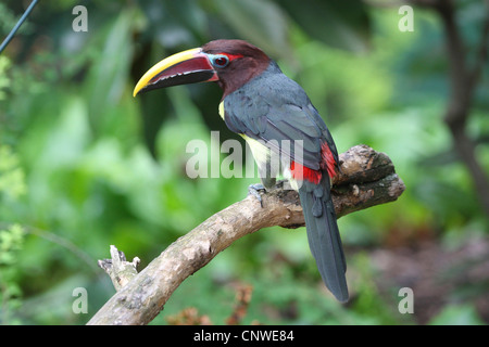 Aracari Pteroglossus viridis (vert), Sitting on branch Banque D'Images