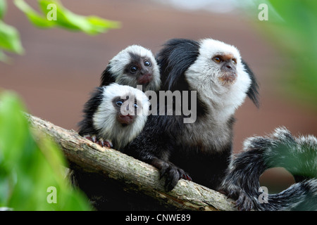 Ouistiti à face blanche (Callithrix geoffroyi), avec des petits assis sur une branche Banque D'Images