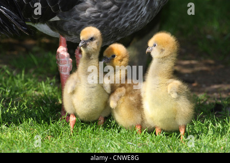 (Chauna torquata kamichi à crête), trois poussins à leurs pieds de la mère Banque D'Images