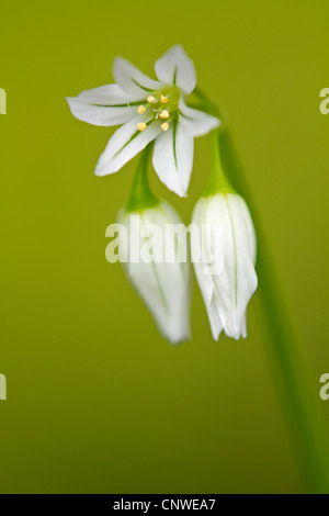 Three-cornered poireau (l'Allium triquetrum), inflorescence, Espagne, Baléares, Majorque Banque D'Images