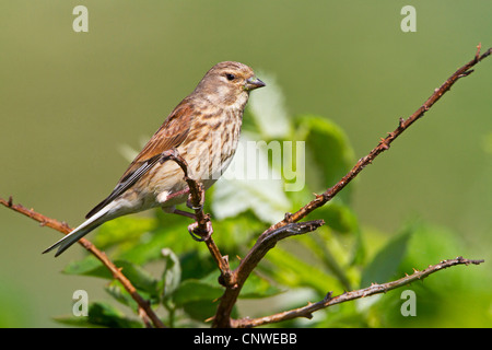 (Carduelis cannabina linnet, Acanthis cannabina), assis sur une branche, l'Allemagne, Rhénanie-Palatinat Banque D'Images