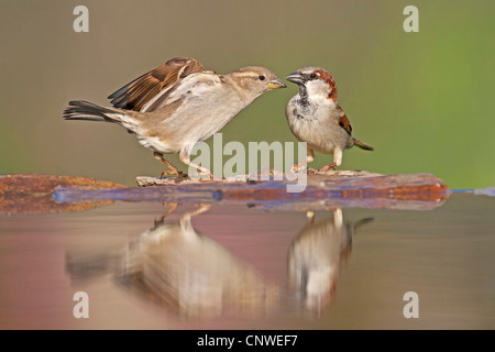 Moineau domestique (Passer domesticus), hommes et femmes assis face à face de se quereller sur la rive d'un lieu d'eau, de l'Allemagne, Rhénanie-Palatinat Banque D'Images