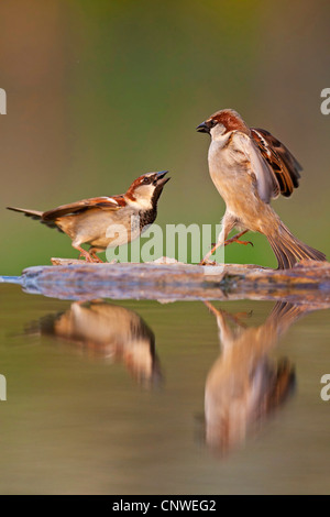 Moineau domestique (Passer domesticus), deux hommes assis face à face de se quereller sur la rive d'un lieu d'eau, de l'Allemagne, Rhénanie-Palatinat Banque D'Images
