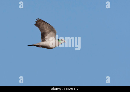 Stock pigeon (Columba oenas), voler, Allemagne, Rhénanie-Palatinat Banque D'Images