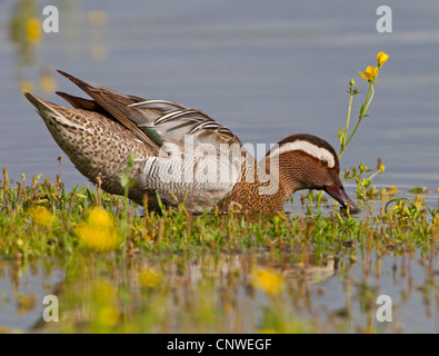 Sarcelle d'été (Anas querquedula), à la recherche de nourriture chez les graminées et renoncules à un lac, Espagne, Baléares, Majorque Banque D'Images